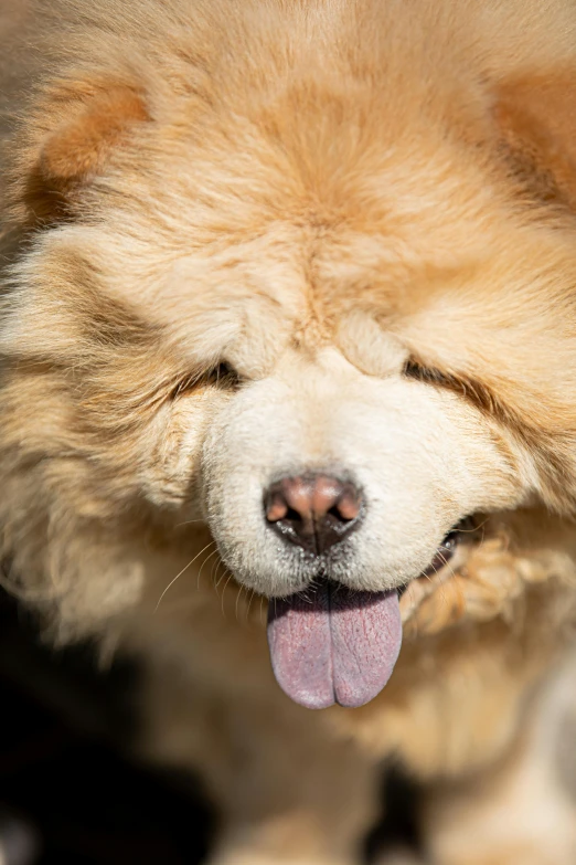 a tan dog with its tongue out and it's face