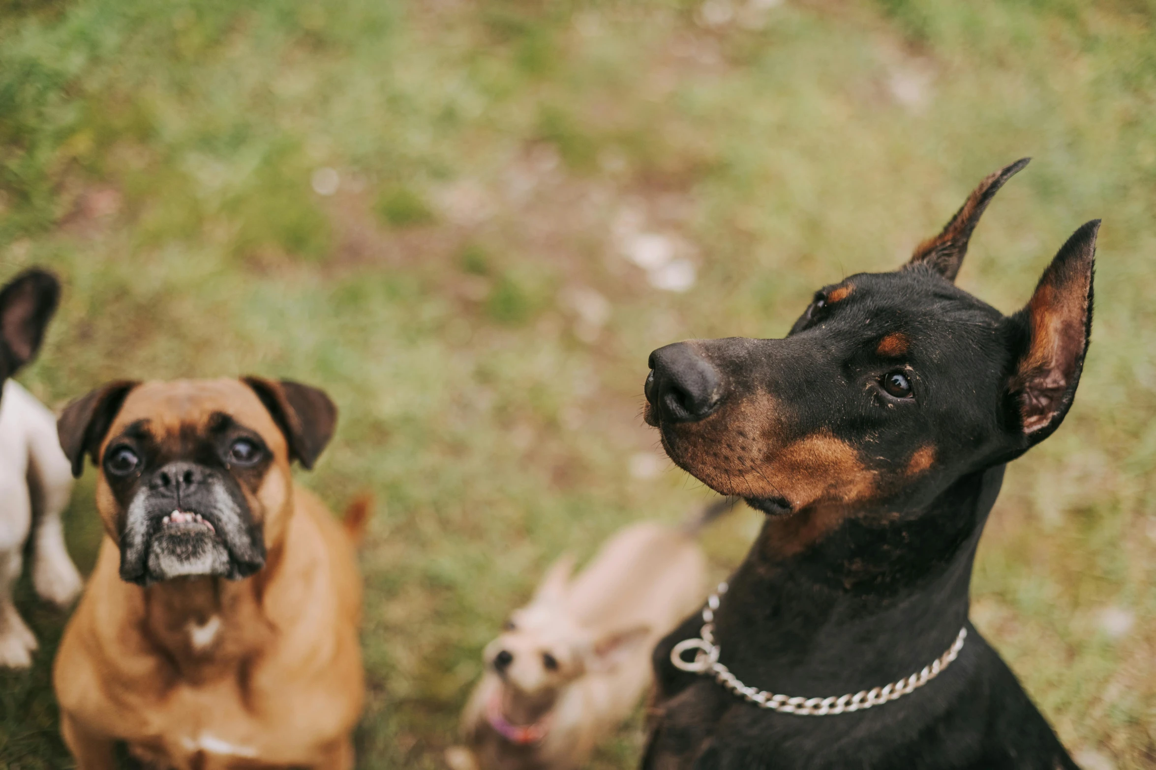 a close up of two dogs on a grass field