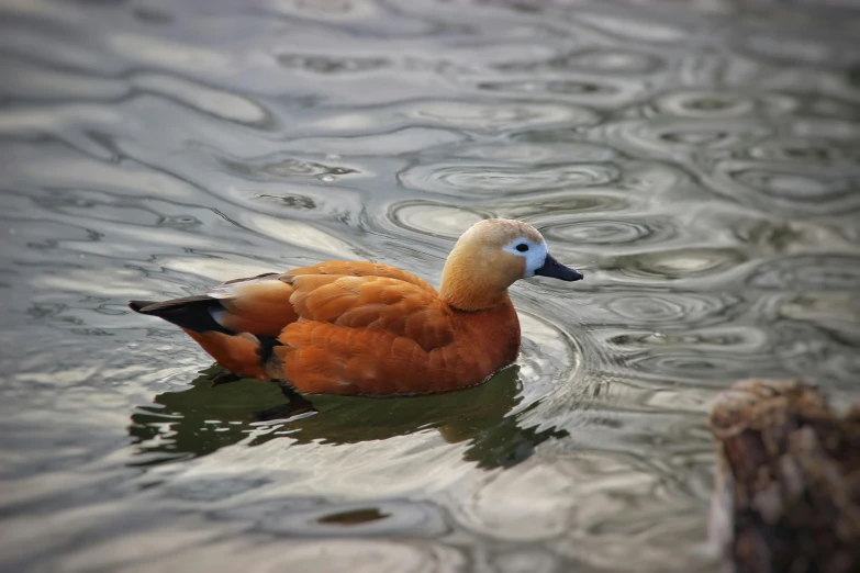 a brown duck is floating in the water