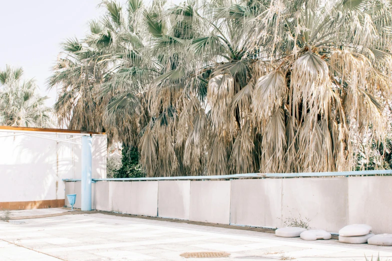 palm trees and concrete wall near building