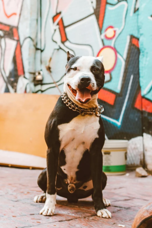 a dog sitting on the ground in front of a graffiti wall