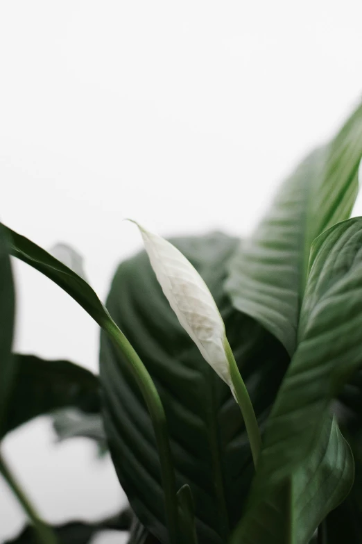 a green plant with a light reflection on it