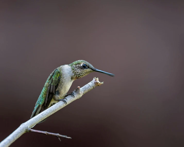 a small, humming bird perches on a nch