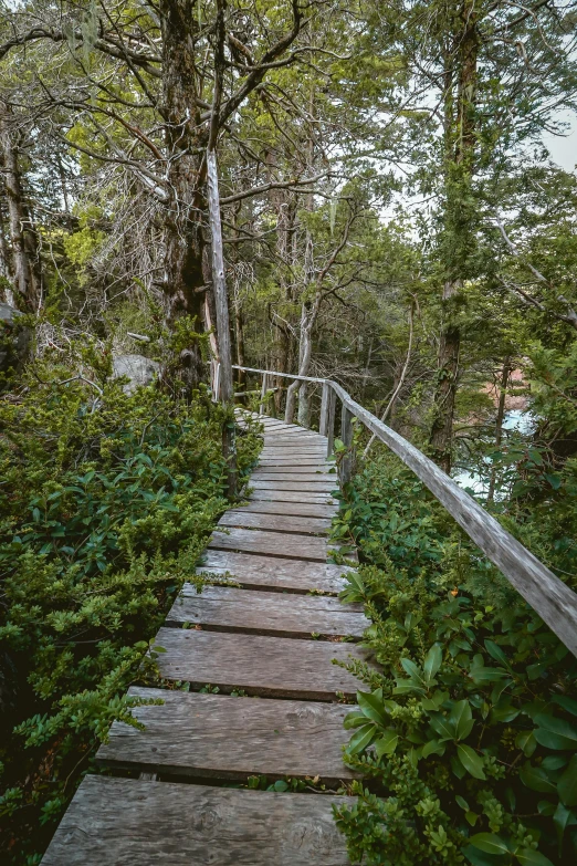 the wooden walkway has been cleaned up and maintained