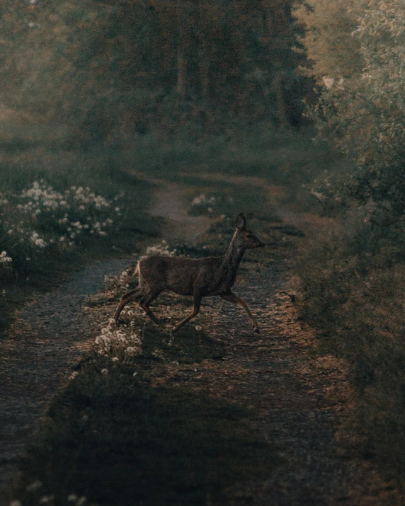 an animal walks on a path near some water