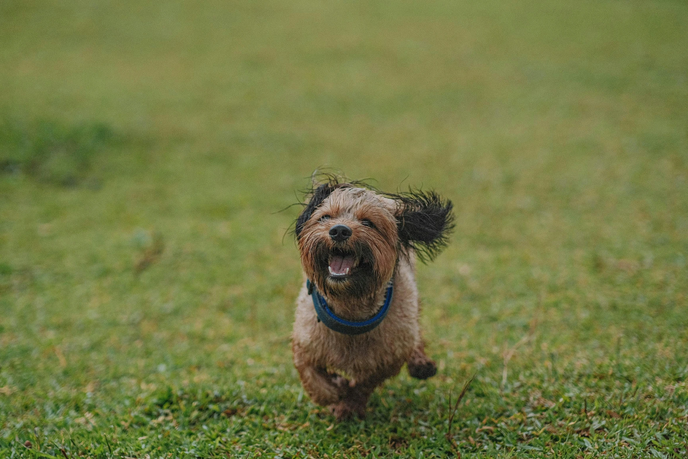 a small dog runs through a grassy field