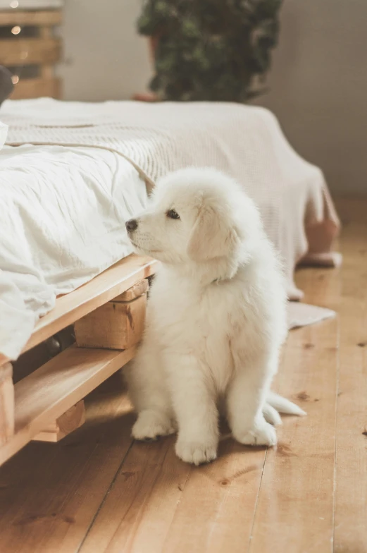 a white dog looking at the dog that is underneath it