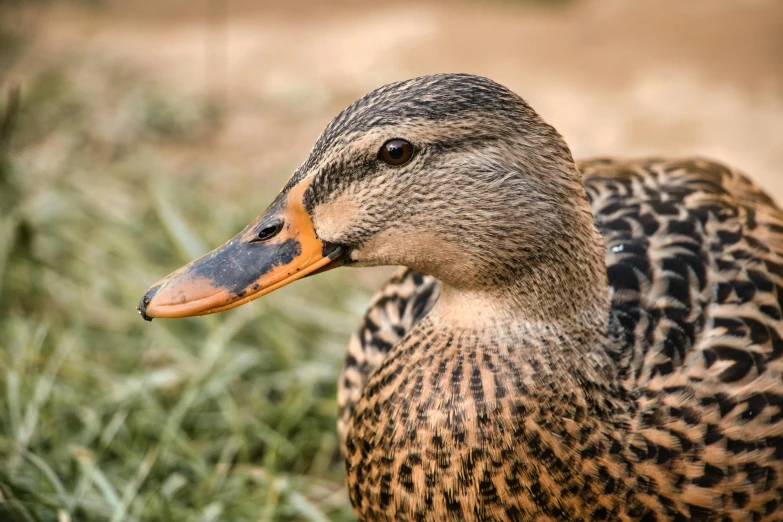 a duck with orange beak standing in the grass