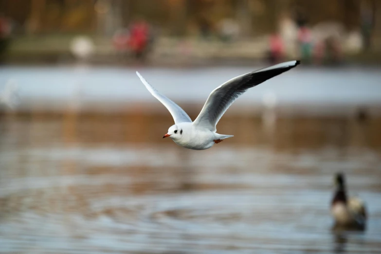 a white seagull flies in front of another sea gull