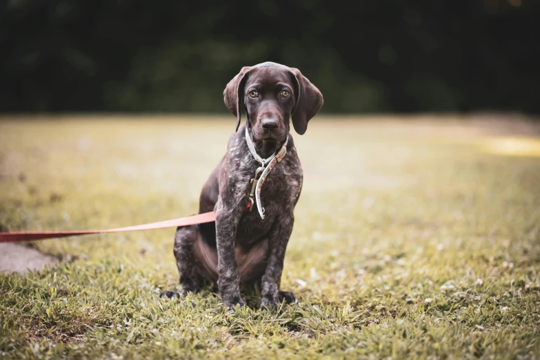 a big brown dog sits next to a red leash