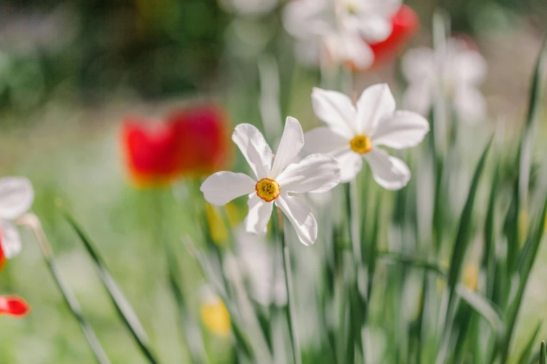 several red and white flowers and some grass