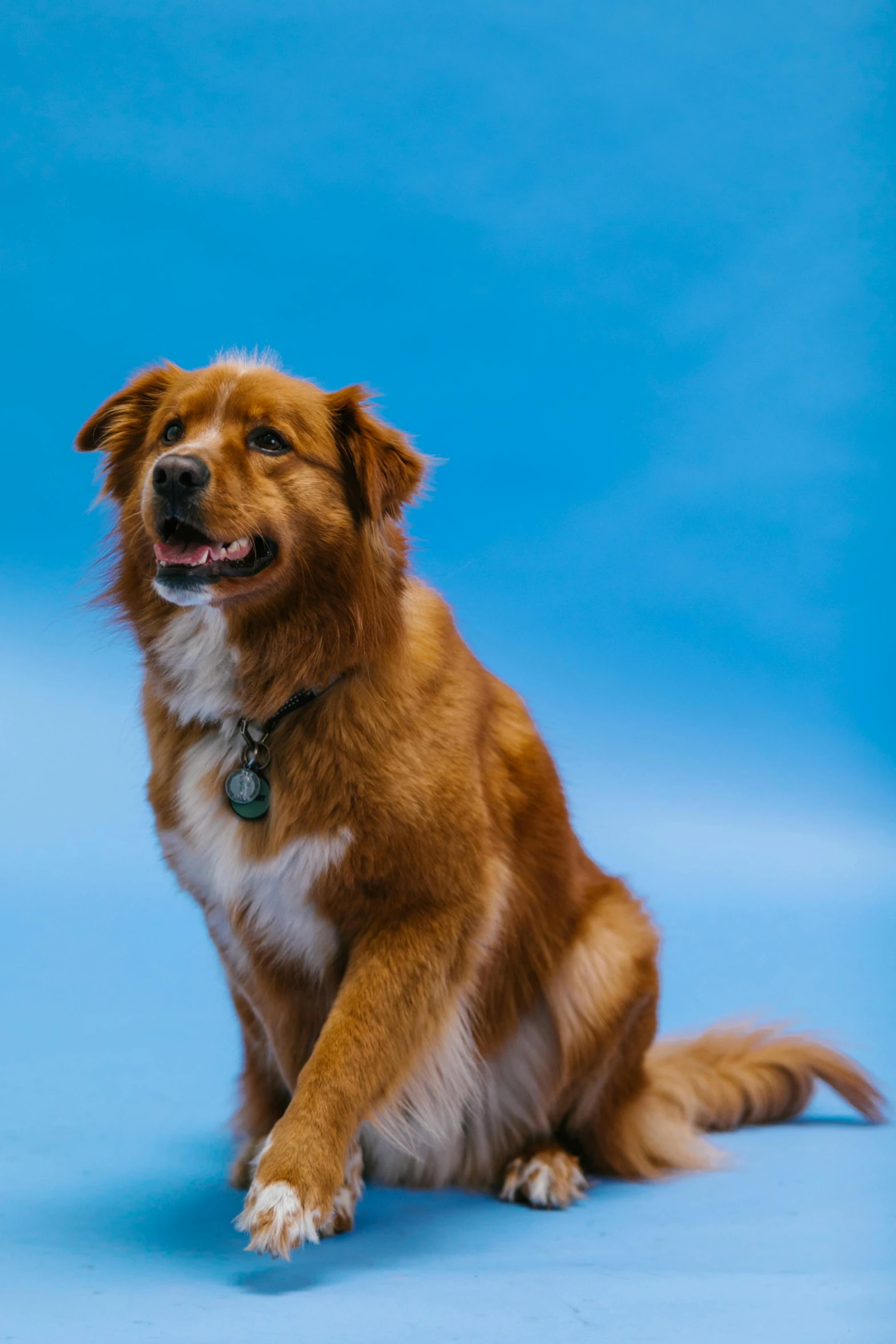 brown dog is sitting on the ground, blue background