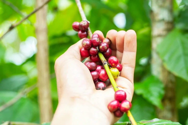 hand holding some small berries with lots of leaves on them