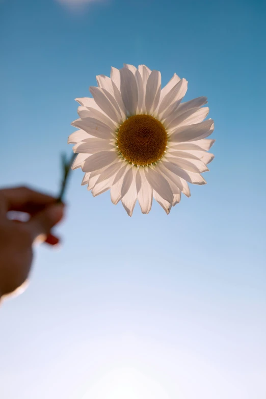 a flower is being held by someone with the sun shining above