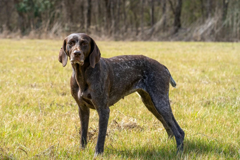 a dog standing in the grass looking forward