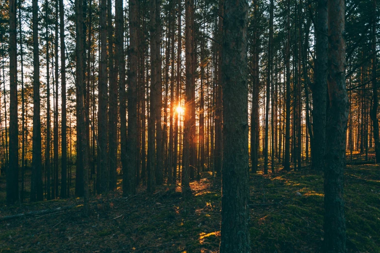 an image of sunset through trees from the ground