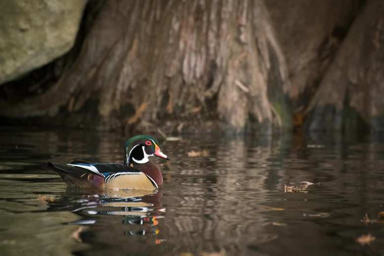 a duck floating in a body of water near a tree