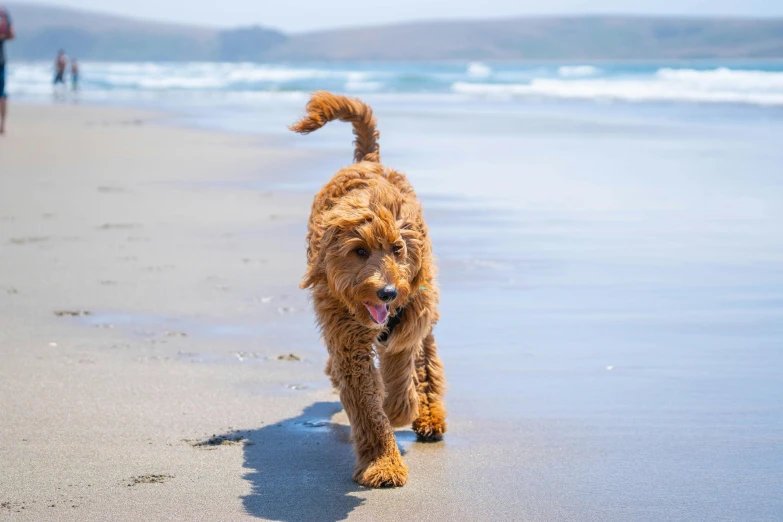 a dog walking on the beach with its tongue hanging out