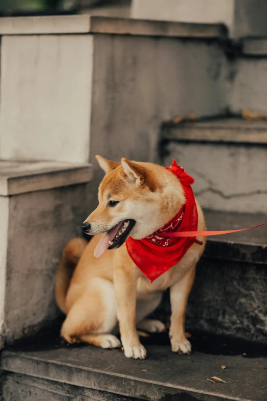 a brown dog sitting on some steps next to cement