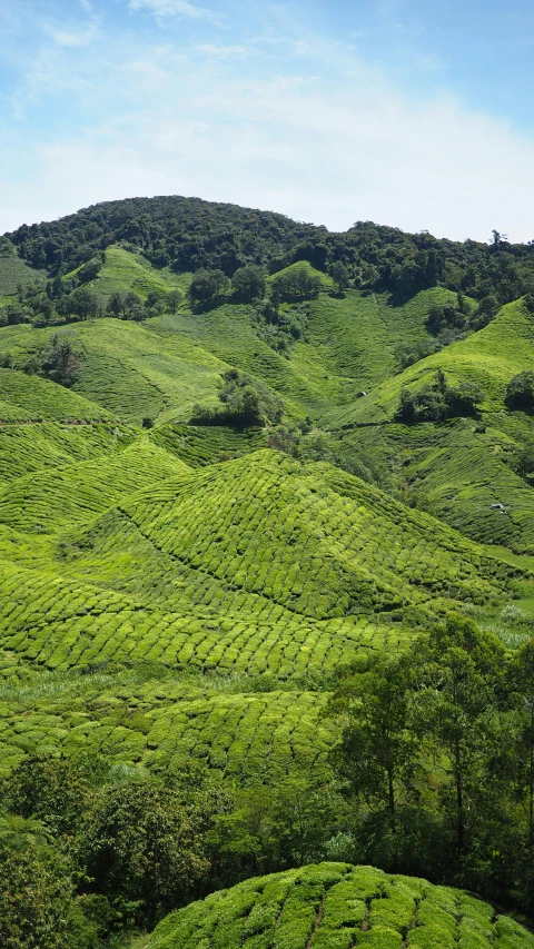 a green hillside with a hill side view