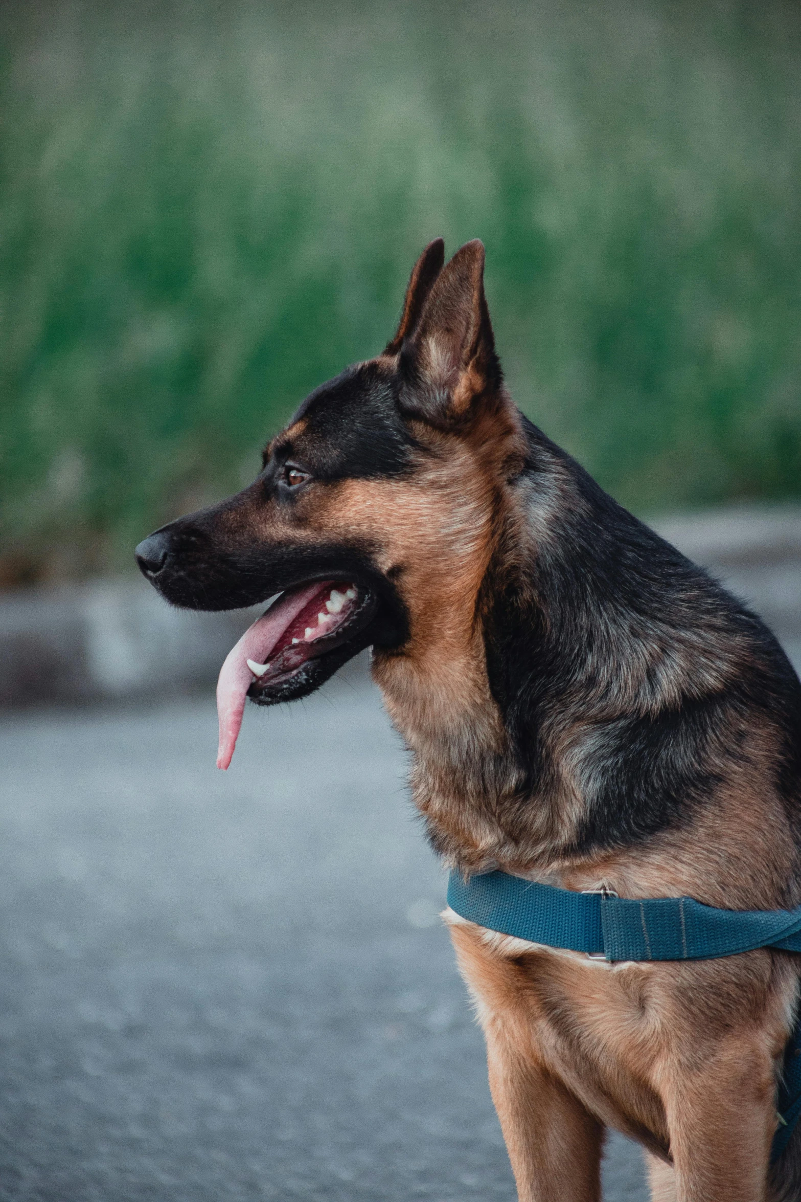 a black and brown dog sitting down with it's mouth open