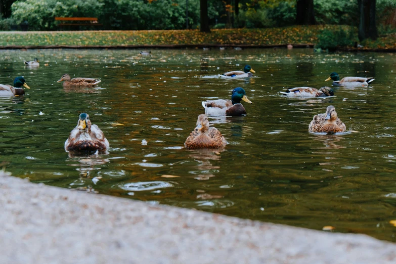 a number of ducks floating in a pond