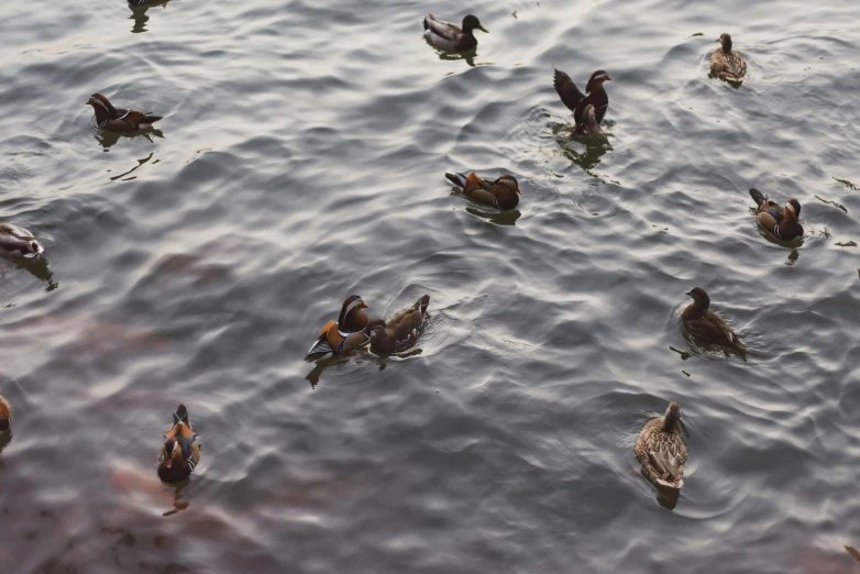 a group of birds swimming on top of a body of water