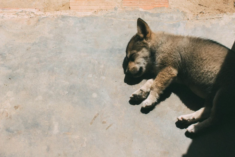 a dog sleeping on the concrete of an area