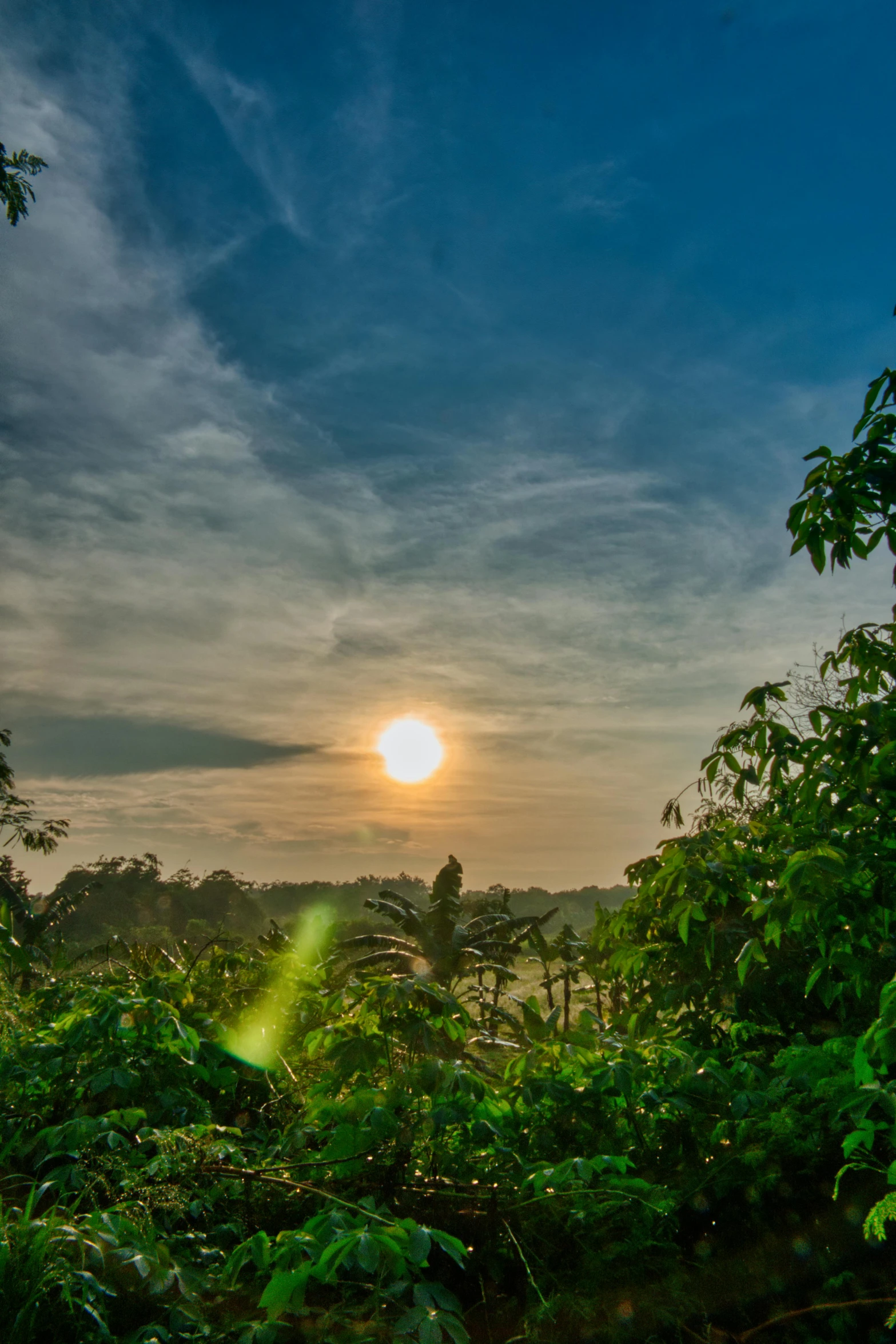 the sun rises over a tropical jungle at dusk