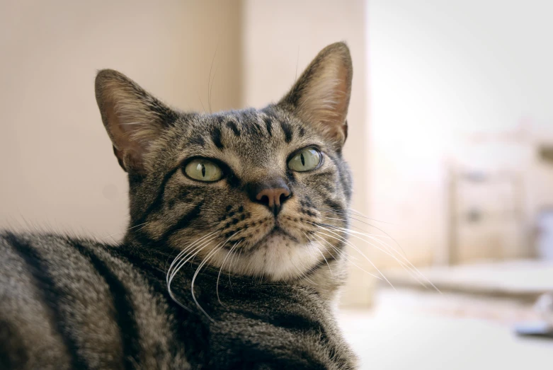 a cat stares directly into the camera while sitting in a house