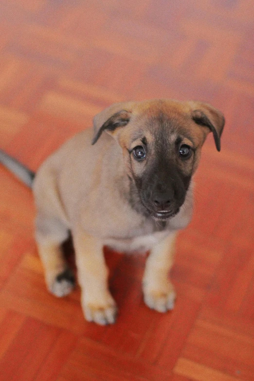 a cute puppy on wooden floors looking at soing