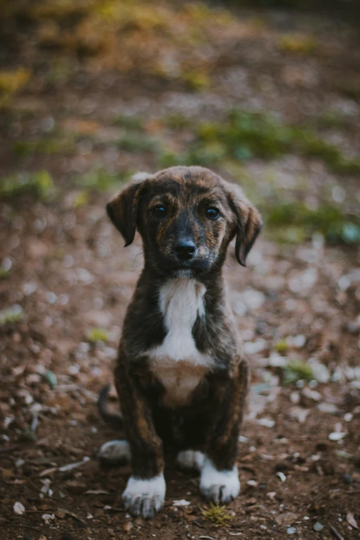 a puppy sitting on top of a field next to green grass