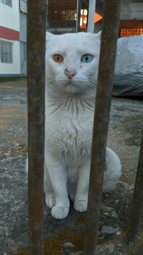 a cat looking at the camera, from behind some bars