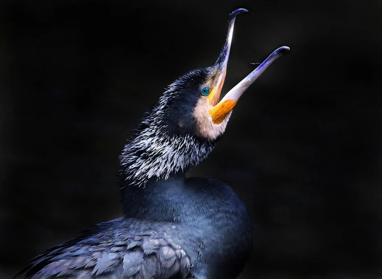 the bird has a long beak that is pointing it's tongue