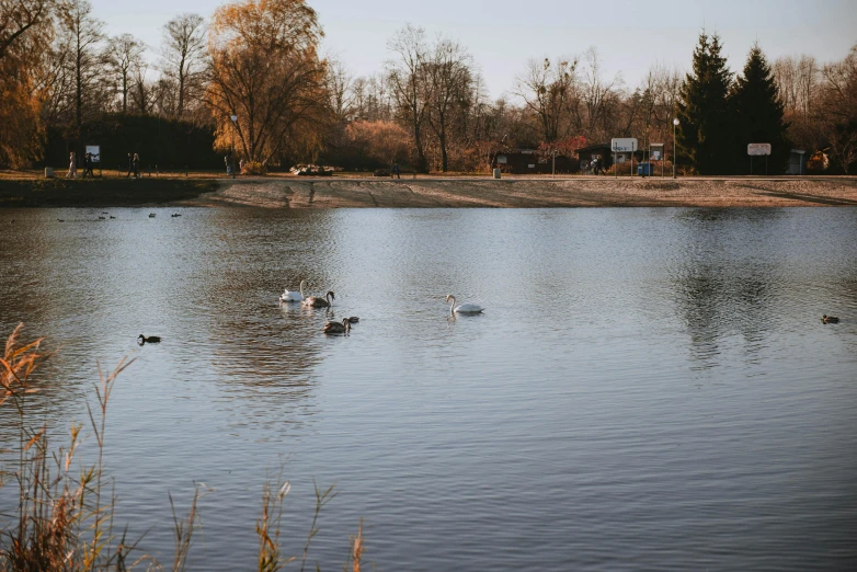 four ducks swim in the water of a lake