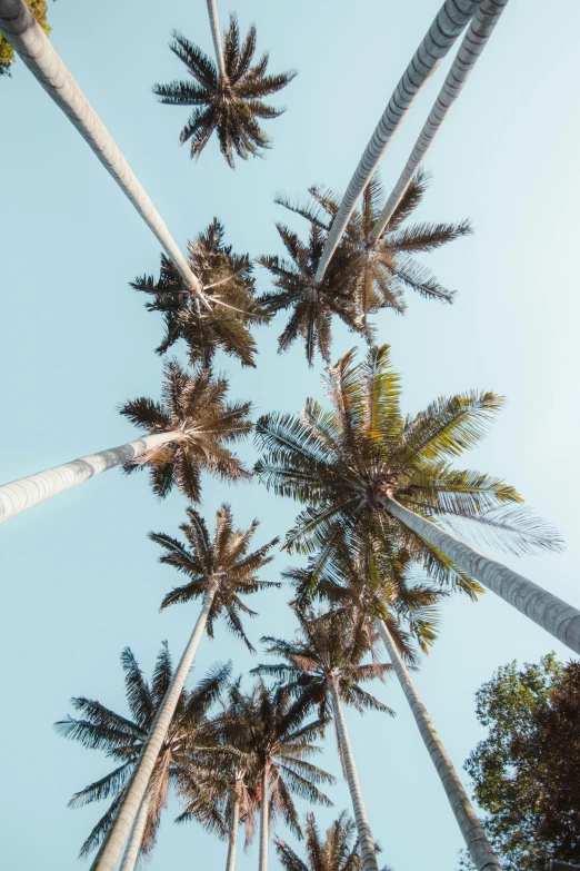 palm trees are standing in the shade of a blue sky