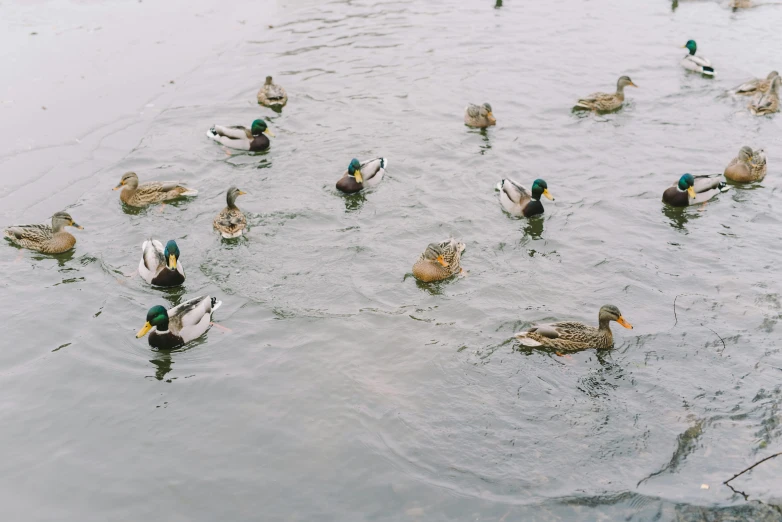 many ducks swimming around on the lake