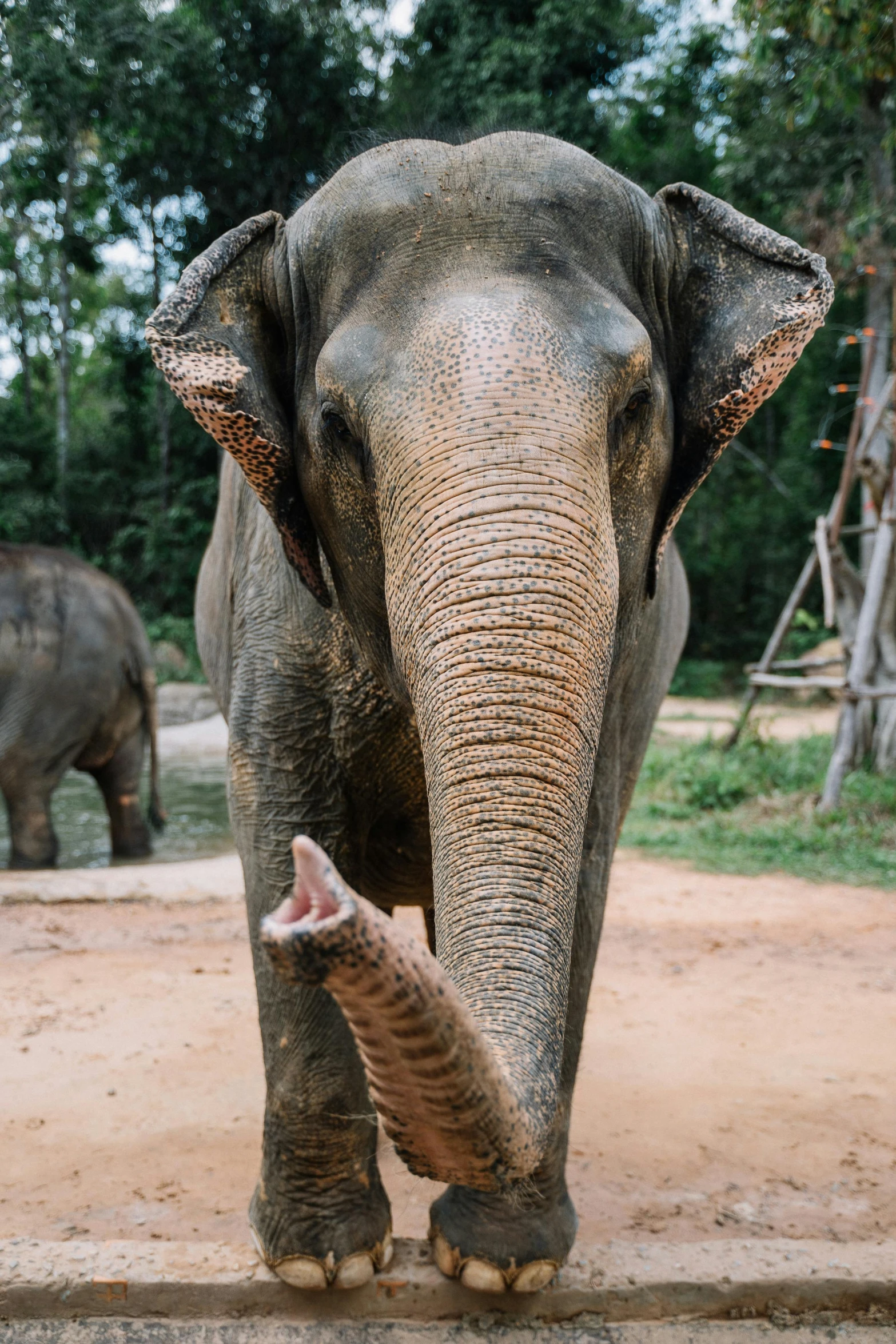 a grey elephant with a baby one standing up