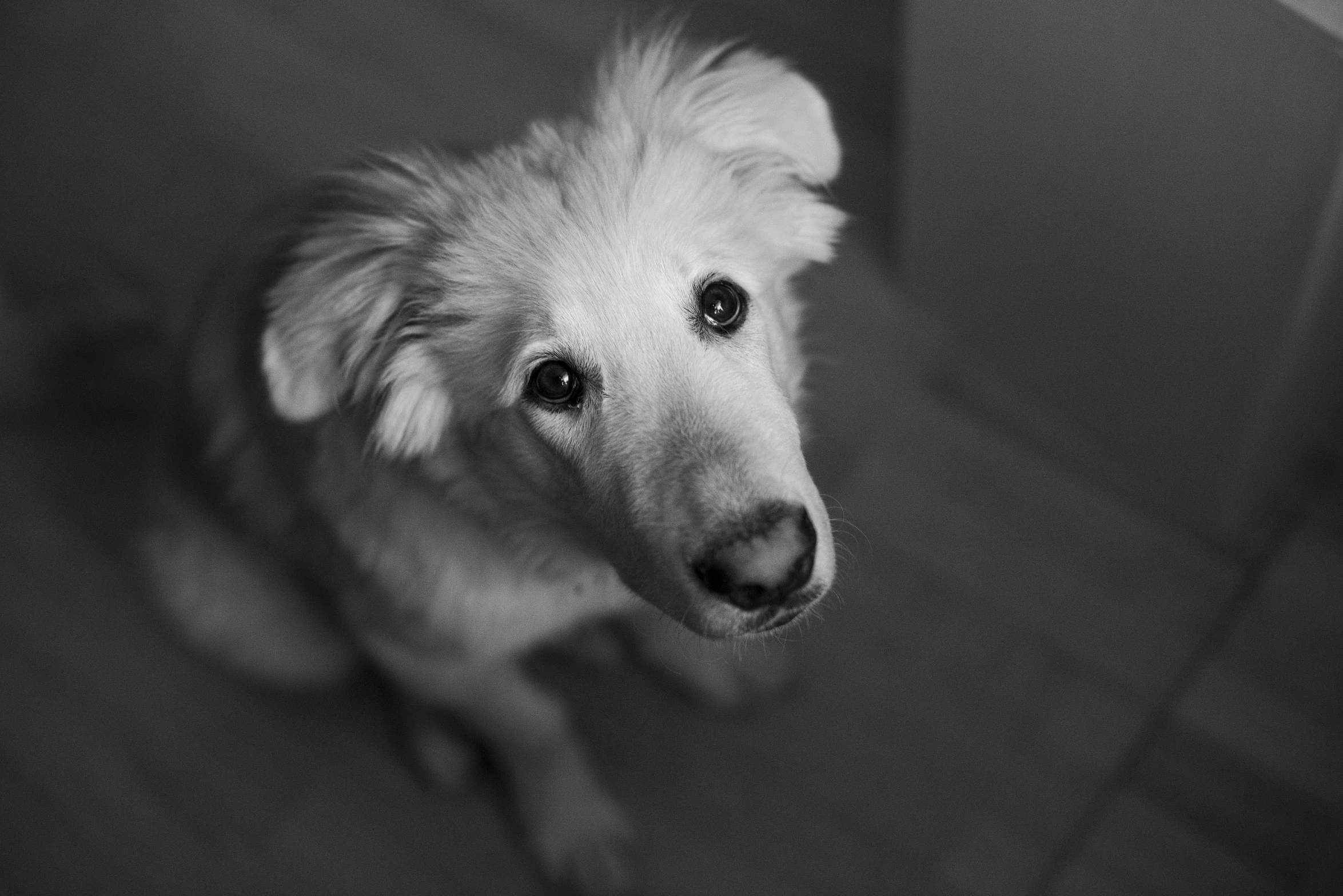 a black and white image of a dog looking into the camera