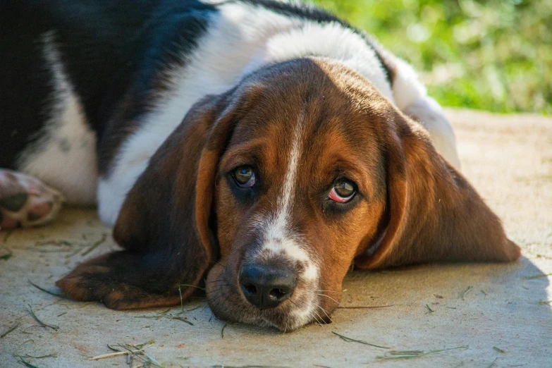 the dog has his eyes open while laying on the ground