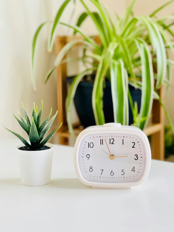 the small square alarm clock sits next to the houseplants