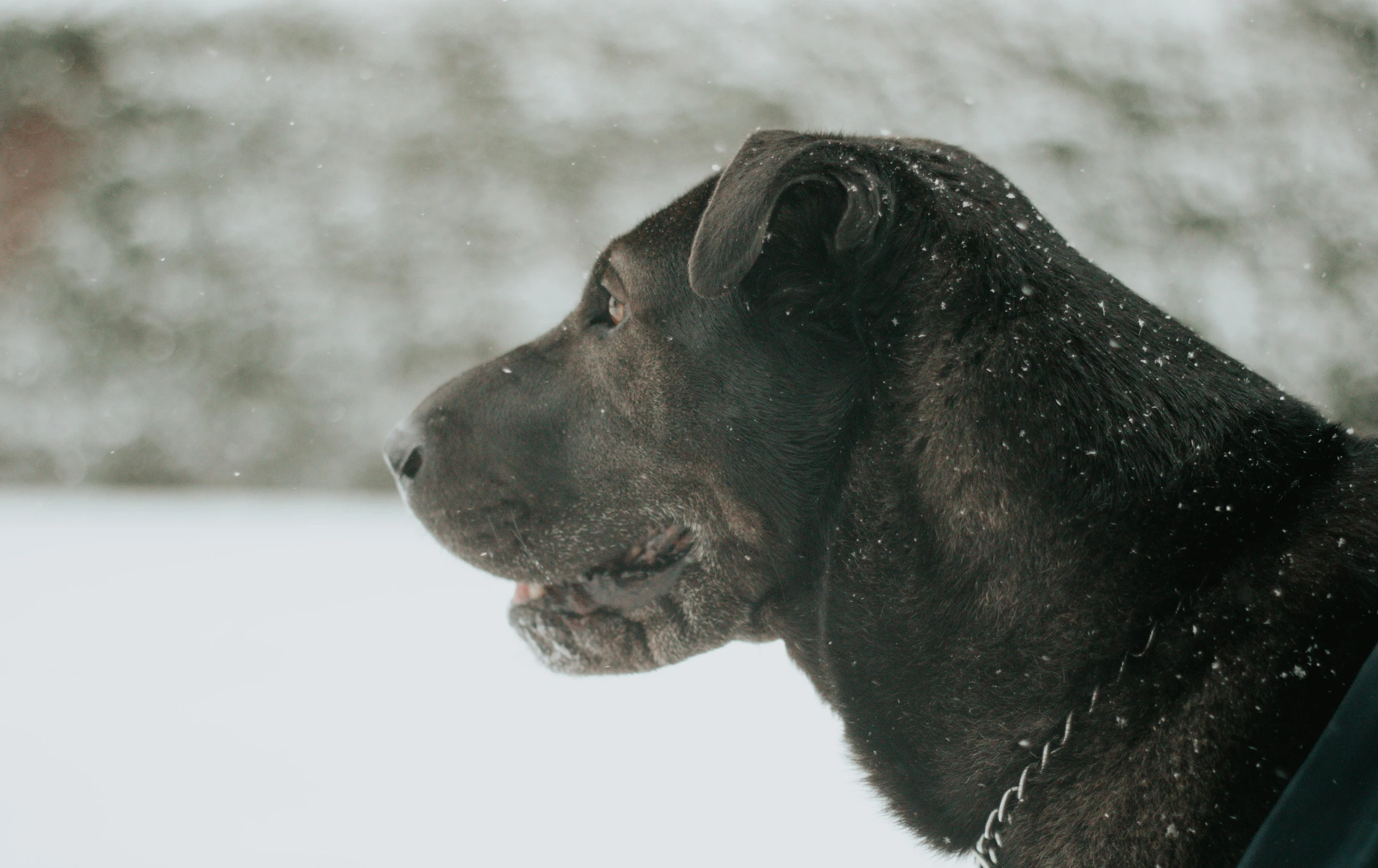 an adorable dog in the snow with a smile