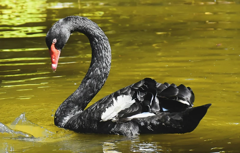 a black swan swims with it's offspring in the water