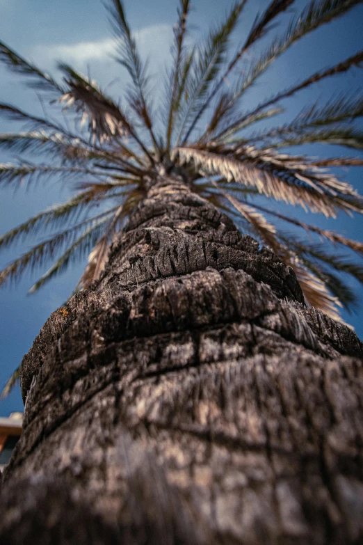 a palm tree leaves through the wind and in the foreground