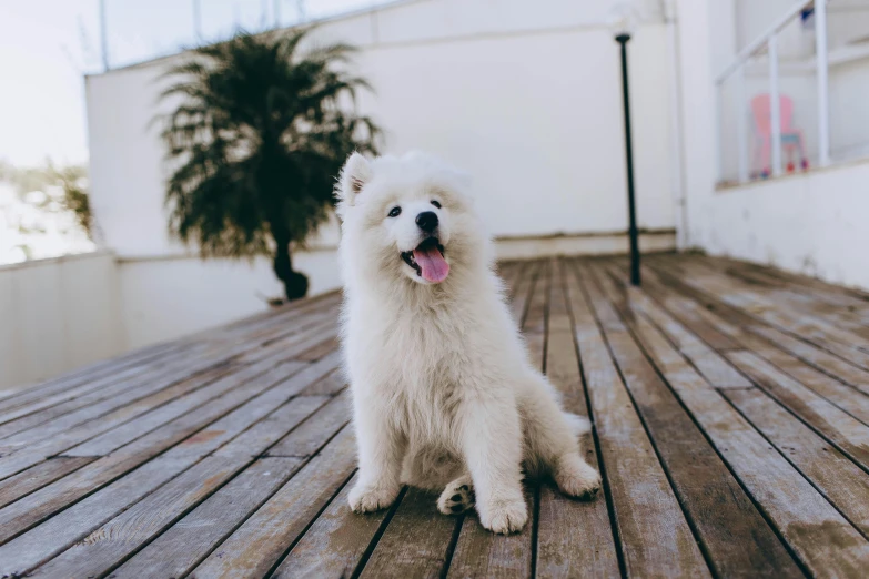 a white dog with a pink tongue sitting on a deck