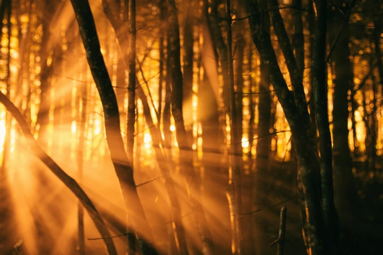 some sunlight shining through the leaves on trees