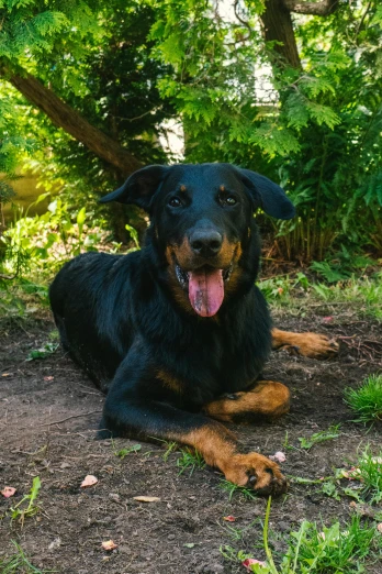 black and brown dog with its tongue out laying in the grass