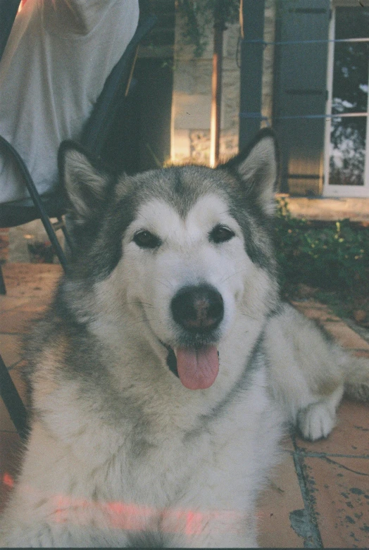 white and gray dog laying on patio next to table