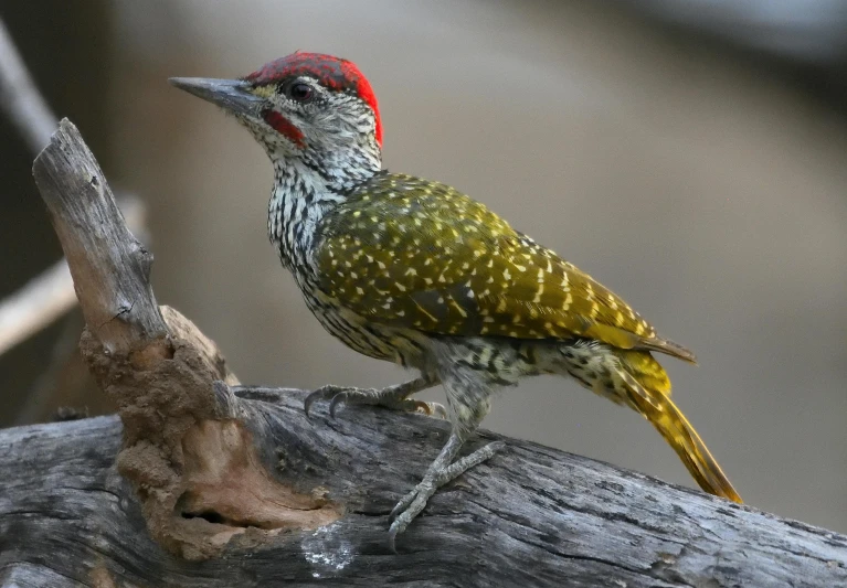 a small bird perched on top of a nch