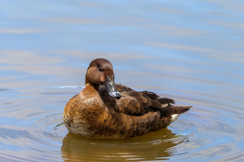 a duck swims through a lake of water